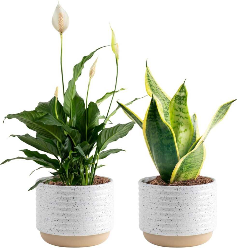 Costa Farms Live Plants