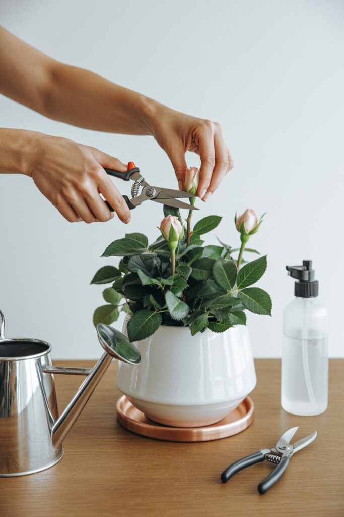 Caring for Valentine’s Day Flowers in Modern Planters